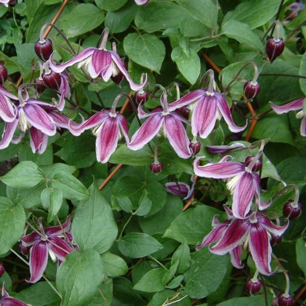 Jan Fopma Clematis Vine
