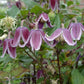 Jan Fopma Clematis Vine