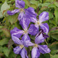 Tye Dye Clematis Vine