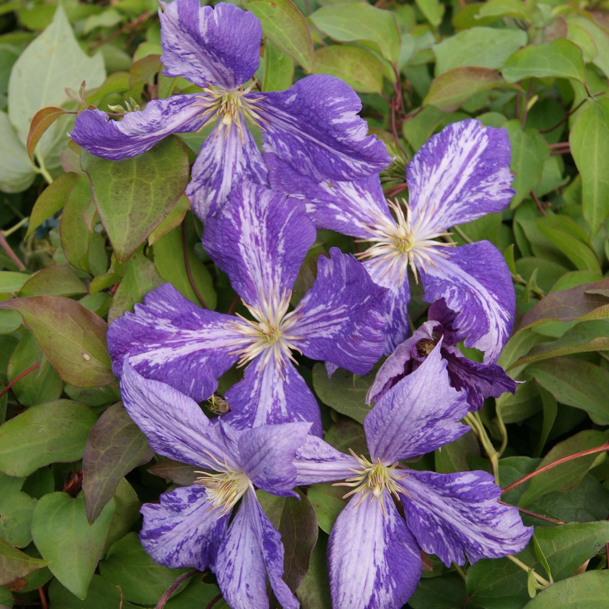 Tye Dye Clematis Vine