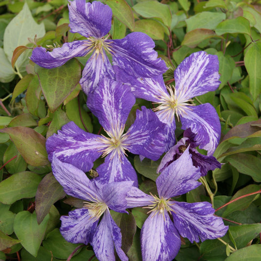 Tye Dye Clematis Vine