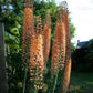 Copper Eremurus Foxtail Lily Tubers