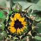 Desert Sun F1 Sunflower Seeds online shopping