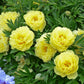 Paeonia Lactiflora Yellow Crown
