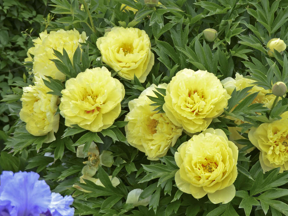 Paeonia Lactiflora Yellow Crown