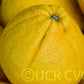 Cocktail Pummelo Hybrid Budwood citrus plant material online shopping