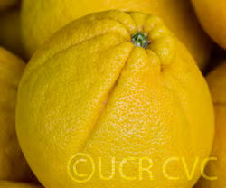 Cocktail Pummelo Hybrid Budwood citrus plant material online shopping