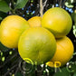 Cocktail Pummelo Hybrid Budwood citrus plant material online shopping