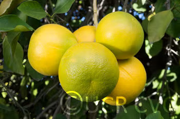 Cocktail Pummelo Hybrid Budwood citrus plant material online shopping