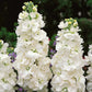 Katz White Stock Seeds online shopping