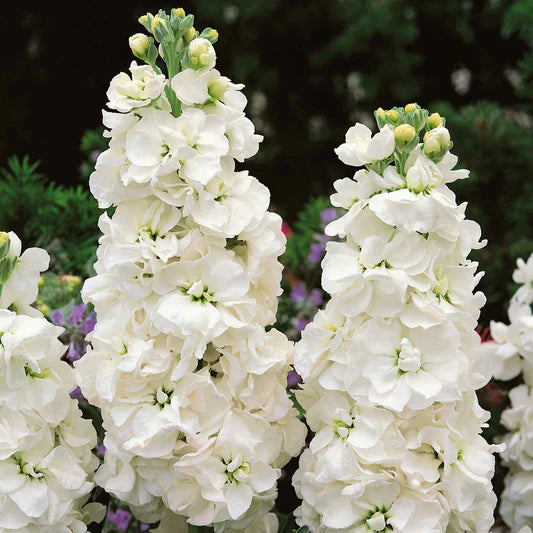 Katz White Stock Seeds online shopping