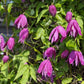 Clematis Alpina ‘Constance’ Vine