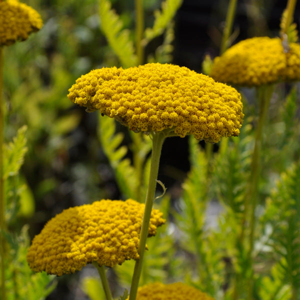 Yarrow Achillea Seeds online shopping