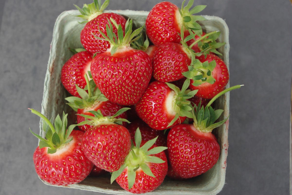 Laurel Mid Season Strawberry