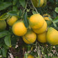 Citrumelo CRC 3341 Trifoliate Hybrid Budwood citrus plant material online shopping