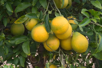 Citrumelo CRC 3341 Trifoliate Hybrid Budwood citrus plant material online shopping