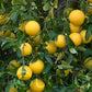 Citrumelo CRC 3341 Trifoliate Hybrid Budwood citrus plant material online shopping