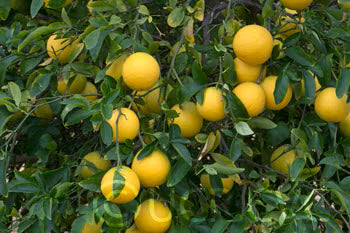 Citrumelo CRC 3341 Trifoliate Hybrid Budwood citrus plant material online shopping