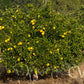 Citrumelo CRC 3341 Trifoliate Hybrid Budwood citrus plant material online shopping
