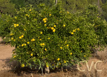 Citrumelo CRC 3341 Trifoliate Hybrid Budwood citrus plant material online shopping