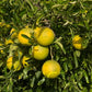 Citrumelo CRC 3341 Trifoliate Hybrid Budwood citrus plant material online shopping