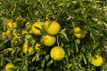 Citrumelo CRC 3341 Trifoliate Hybrid Budwood citrus plant material online shopping
