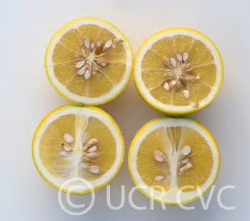 Citrumelo CRC 3341 Trifoliate Hybrid Budwood citrus plant material online shopping