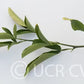 Citrumelo CRC 3341 Trifoliate Hybrid Budwood citrus plant material online shopping