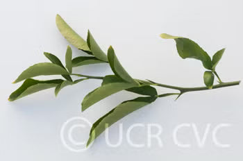 Citrumelo CRC 3341 Trifoliate Hybrid Budwood citrus plant material online shopping