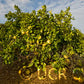 Tahitian Pummelo Budwood citrus plant material online shopping