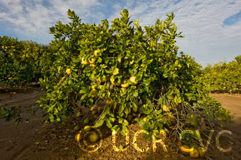 Tahitian Pummelo Budwood citrus plant material online shopping