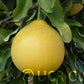 Tahitian Pummelo Budwood citrus plant material online shopping