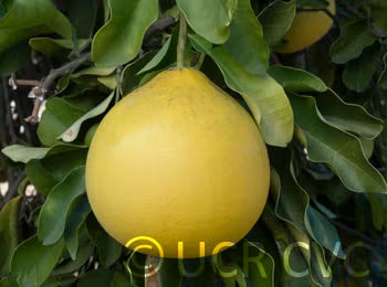 Tahitian Pummelo Budwood citrus plant material online shopping