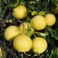 Tahitian Pummelo Budwood citrus plant material online shopping