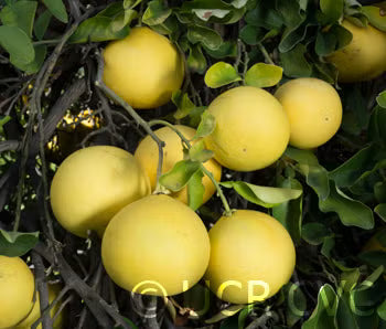 Tahitian Pummelo Budwood citrus plant material online shopping