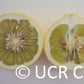 Tahitian Pummelo Budwood citrus plant material online shopping