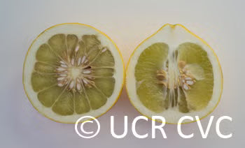 Tahitian Pummelo Budwood citrus plant material online shopping
