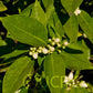 Moro Blood Orange Budwood citrus plant material online shopping