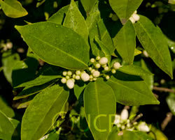 Moro Blood Orange Budwood citrus plant material online shopping