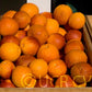 Moro Blood Orange Budwood citrus plant material online shopping