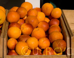 Moro Blood Orange Budwood citrus plant material online shopping