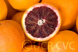Moro Blood Orange Budwood citrus plant material online shopping