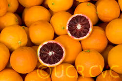 Moro Blood Orange Budwood citrus plant material online shopping