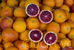 Moro Blood Orange Budwood citrus plant material online shopping