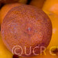 Moro Blood Orange Budwood citrus plant material online shopping