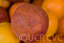 Moro Blood Orange Budwood citrus plant material online shopping