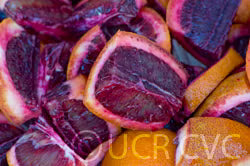 Moro Blood Orange Budwood citrus plant material online shopping