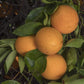 Madam Vinous Sweet Orange Budwood citrus plant material online shopping