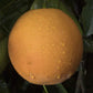 Madam Vinous Sweet Orange Budwood citrus plant material online shopping