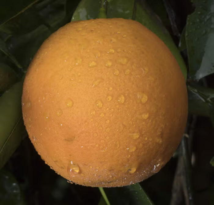 Madam Vinous Sweet Orange Budwood citrus plant material online shopping